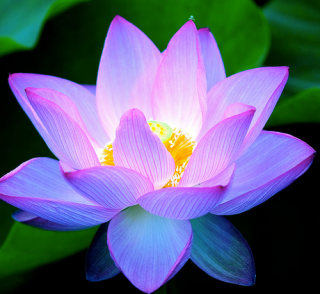 lotus fel